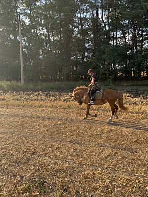 Конная прогулка для двоих в Краснодаре. Подарочные сертификаты Ultra Подарки. Купить оригинальный подарок или подарочный сертификат на Конную прогулка для двоих в Краснодаре. Сервис UltraPodarki.ru 8-800-505-9530. Катание на лошадях, Прогулка на лошади, Прогулка на лошадях для двоих,кони, конный клуб, конный клуб Horse Travel, конная прогулка, конная прогулка в Краснодаре